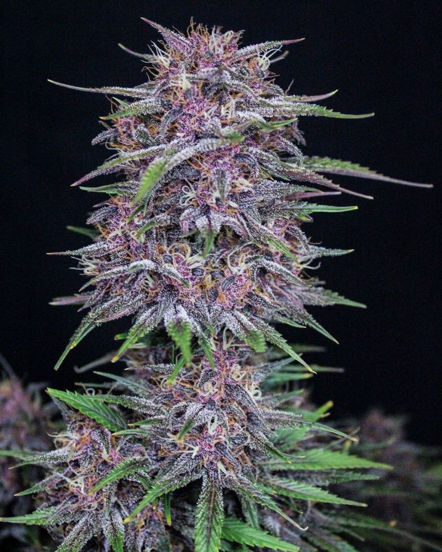 Banana Purple Punch Auto - 420Fastbuds - 3 Seeds
