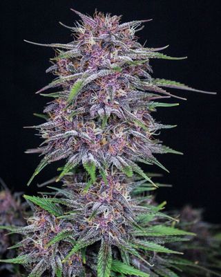 Banana Purple Punch Auto - 420Fastbuds - 3 Seeds