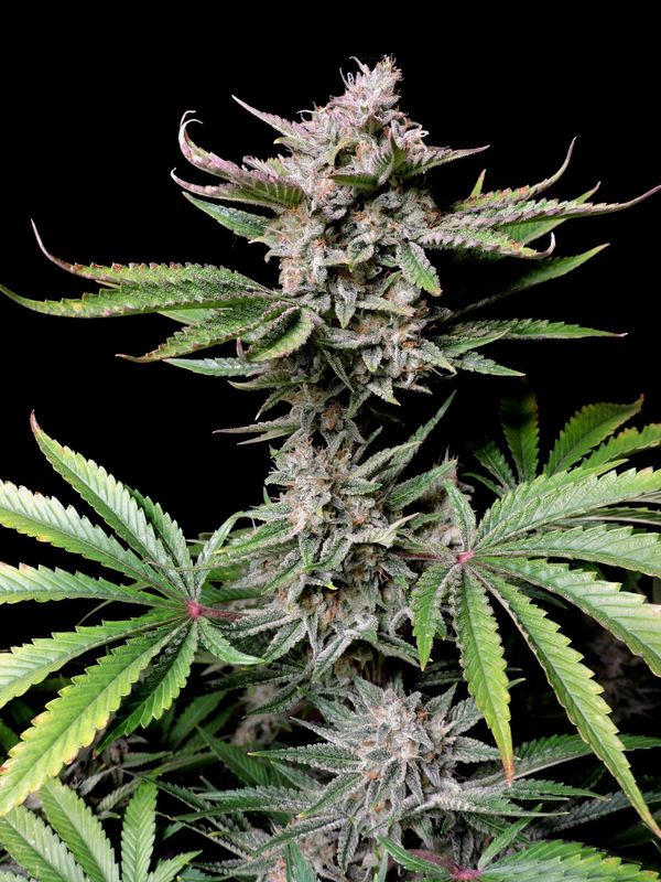 Cherry Cola Auto - 420Fastbuds - 3 Seeds