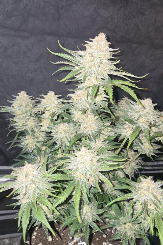 Frostbanger Auto - 420Fastbuds - 3 Seeds