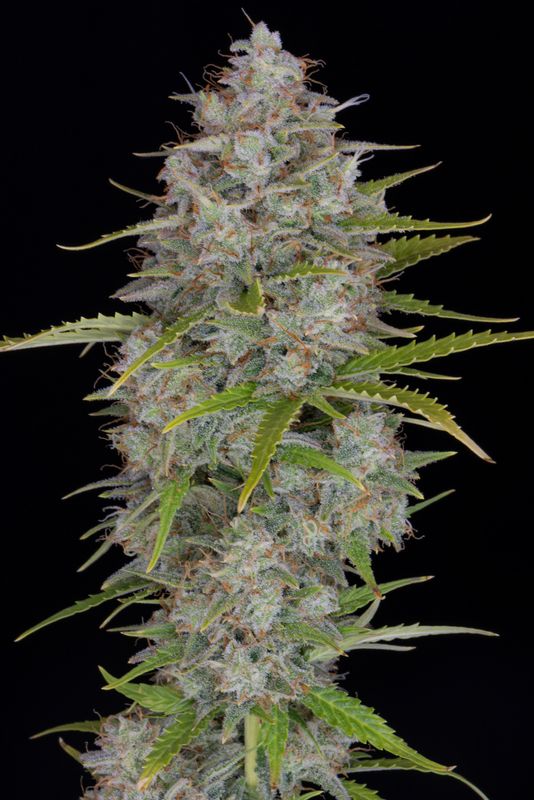 Orange Sherbet Auto - 420Fastbuds - 3 Seeds