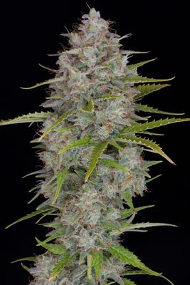 Orange Sherbet Auto - 420Fastbuds - 3 Seeds