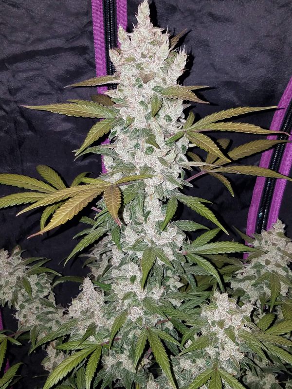 Girl Scout Cookies Auto - 420Fastbuds - 3 Seeds