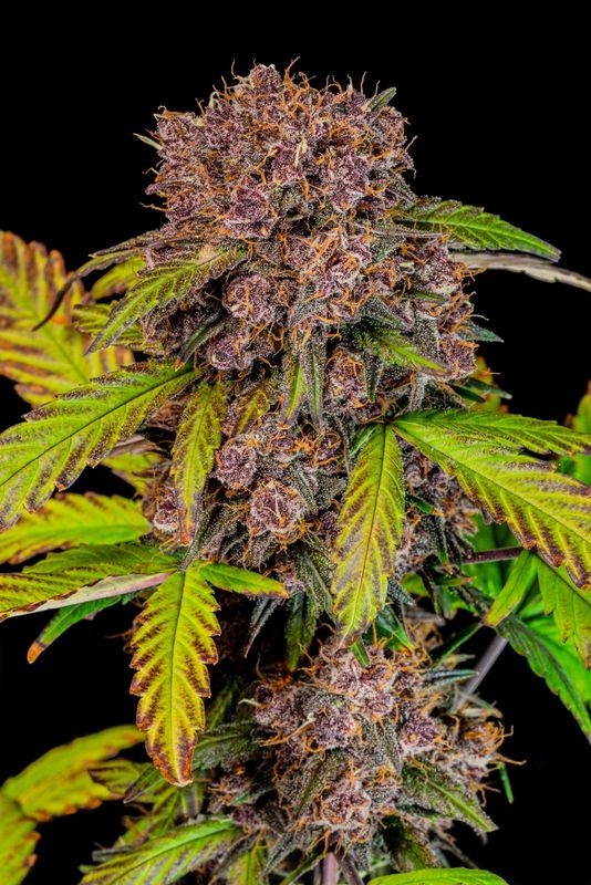 Lemon Cherry Cookies Auto - 420Fastbuds - 3 Seeds