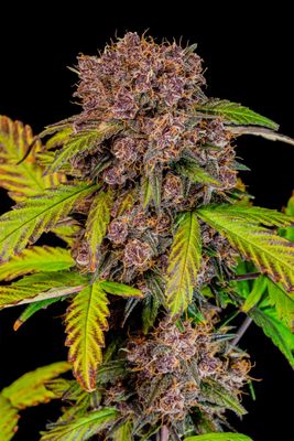 Lemon Cherry Cookies Auto - 420Fastbuds - 3 Seeds