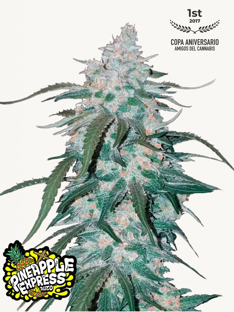 Pineapple Express Auto - 420Fastbuds - 3 Seeds