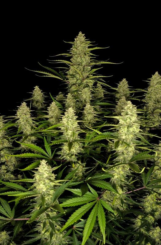 Papaya Cookies Auto™ - 420Fastbuds - 3 Seeds