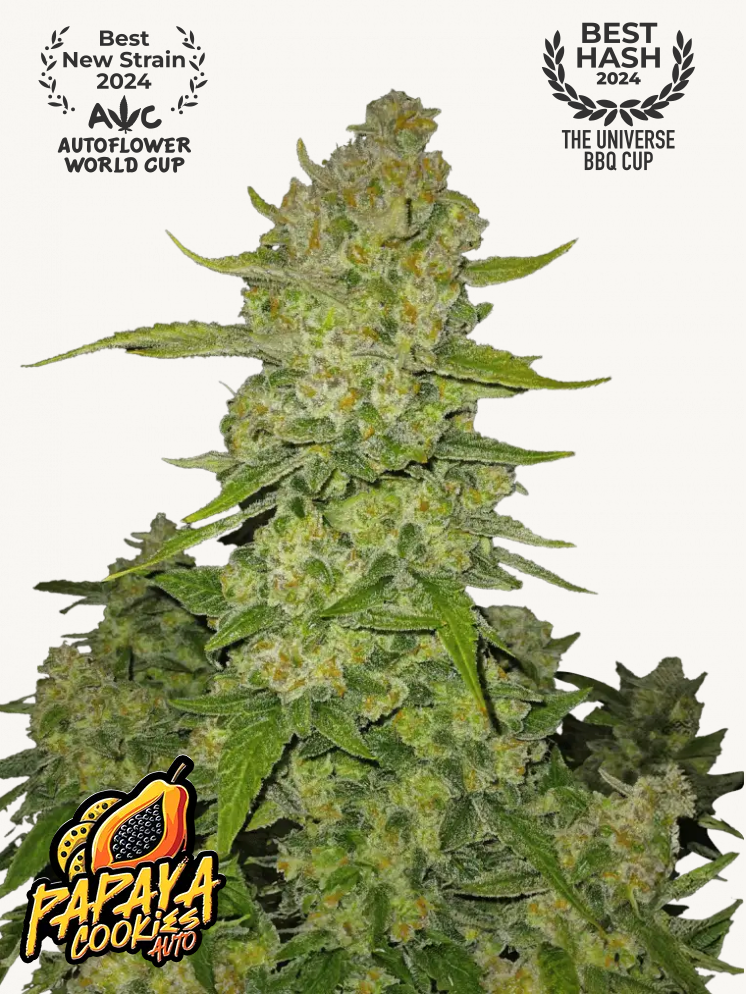 Papaya Cookies Auto™ - 420Fastbuds - 3 Seeds