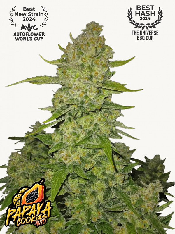 Papaya Cookies Auto™ - 420Fastbuds - 3 Seeds