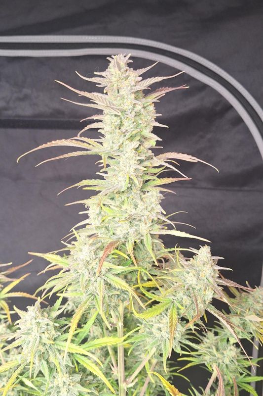 Z-Up Auto - 420Fastbuds - 3 Seeds
