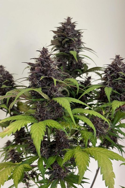 Purple Haze Auto - 420Fastbuds - 3 Seeds