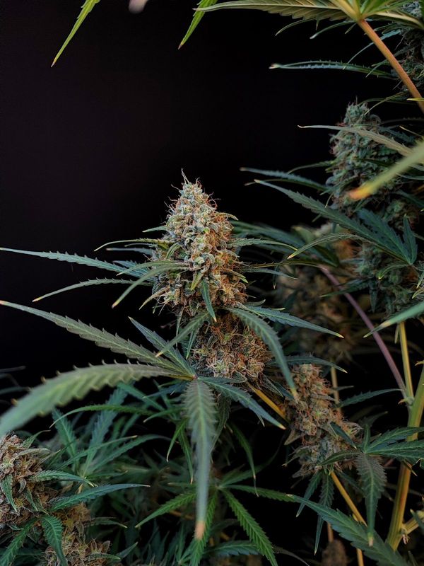Jack Herer Auto - 420Fastbuds - 3 Seeds