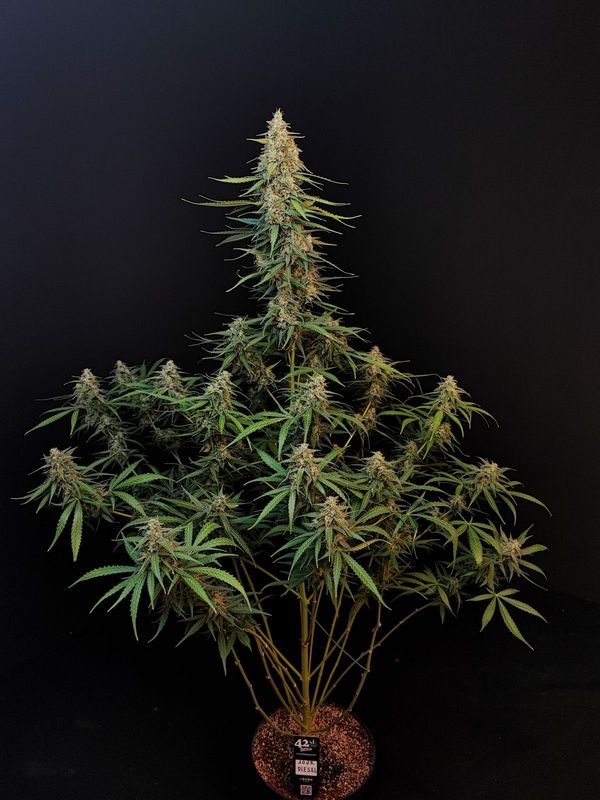 Sour Diesel Auto - 420Fastbuds - 3 Seeds