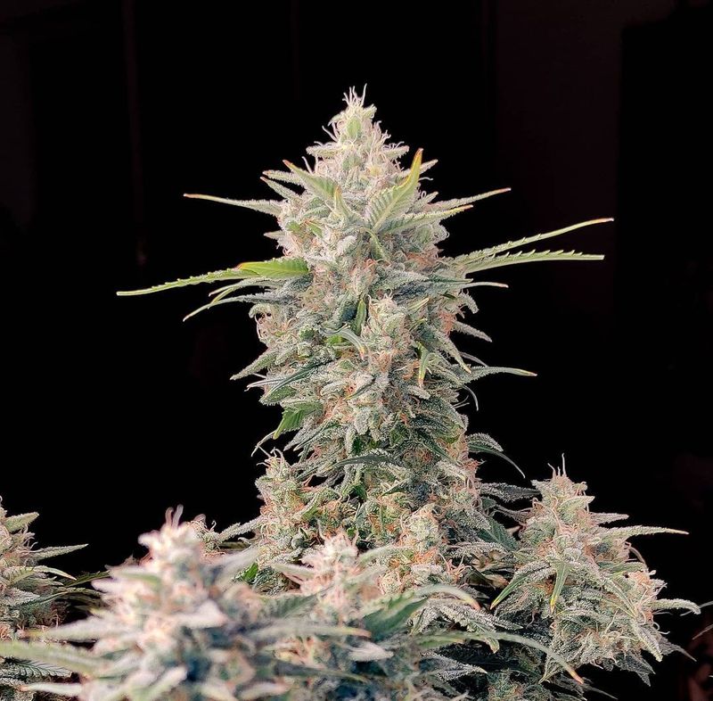 Skunk Auto - 420Fastbuds - 3 Seeds