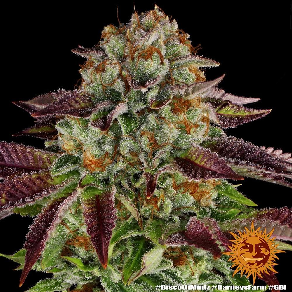 Biscotti Mintz - Barney&#39;s Farm - 3 Seeds
