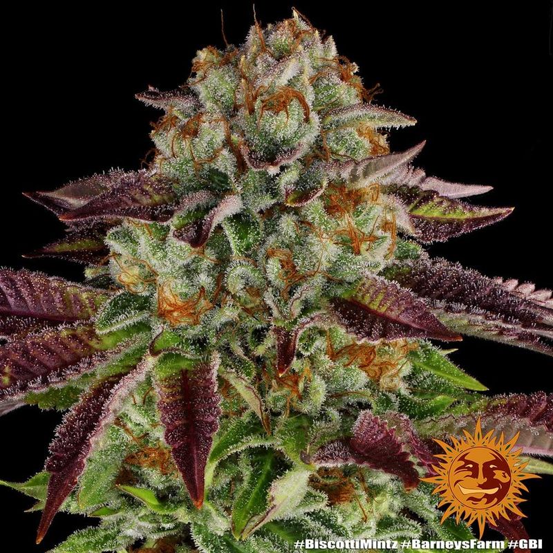 Biscotti Mintz - Barney&#39;s Farm - 3 Seeds