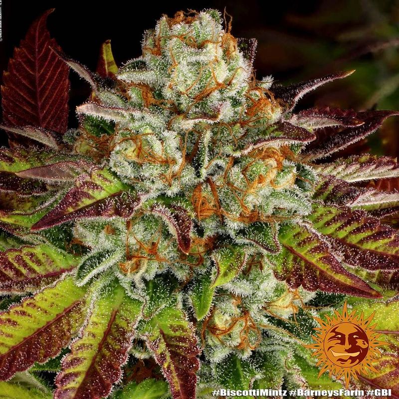 Biscotti Mintz - Barney's Farm - 3 Seeds