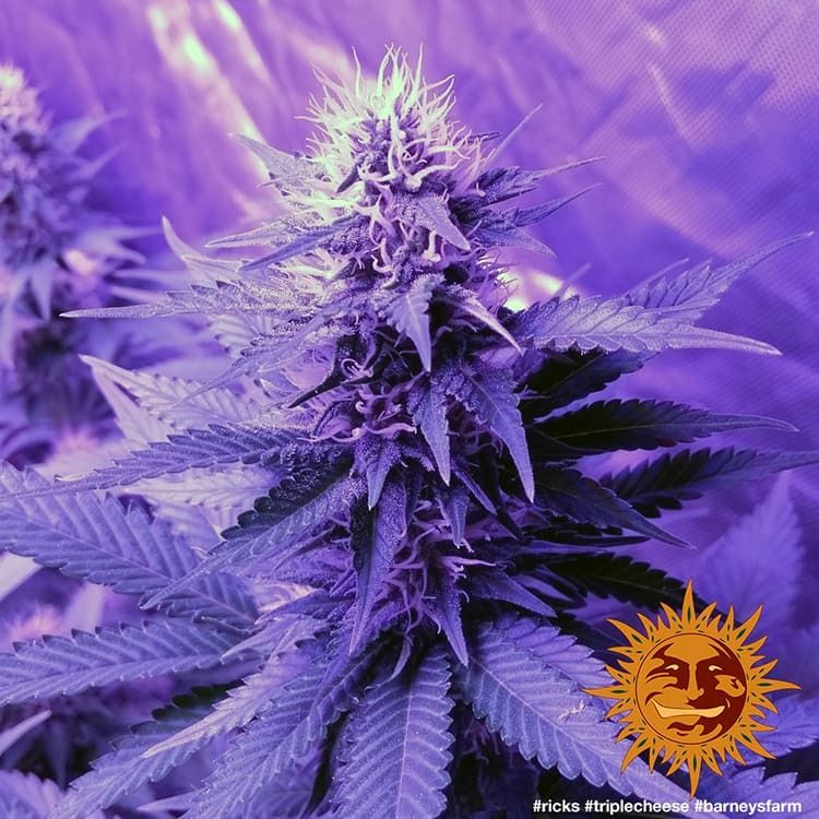 Triple Cheese - Barney's Farm - 3 Seeds