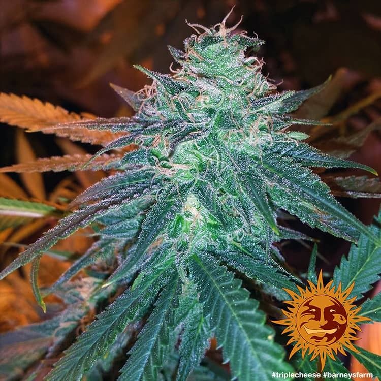 Triple Cheese - Barney&#39;s Farm - 3 Seeds