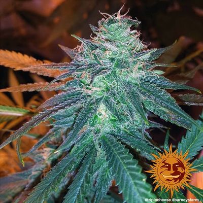 Triple Cheese - Barney's Farm - 3 Seeds Triple Cheese - Barney's Farm - 3 Seeds