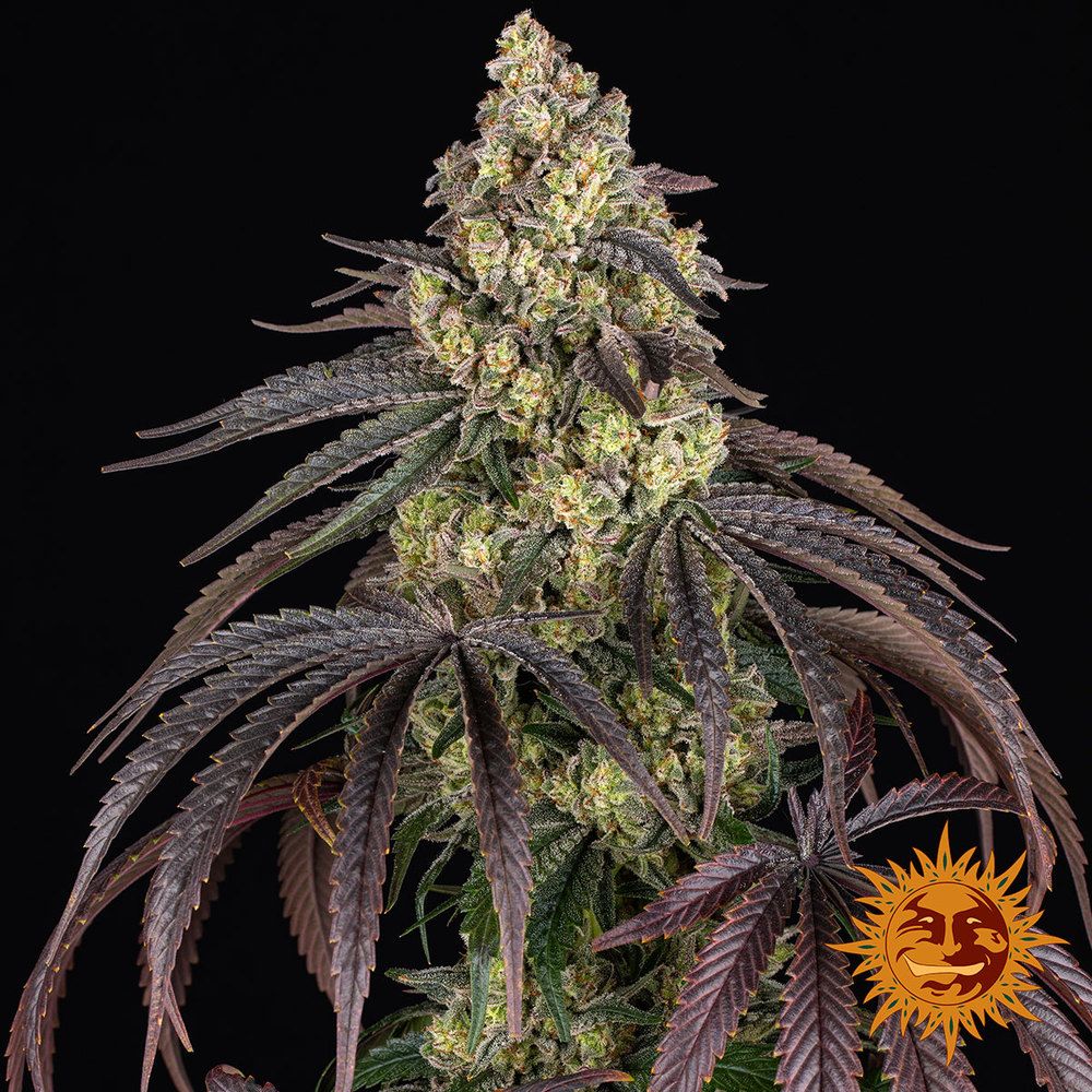 Kush Mintz - Barney&#39;s Farm - 1 Seed