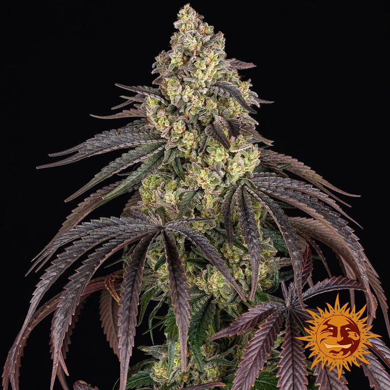 Kush Mintz - Barney&#39;s Farm - 1 Seed