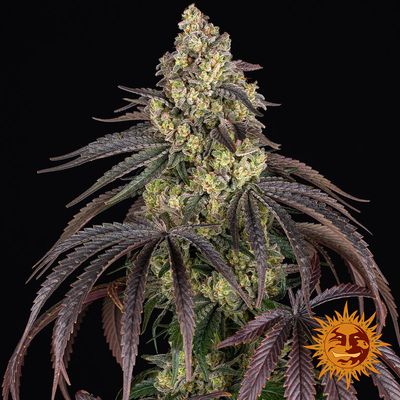 Kush Mintz - Barney's Farm - 1 Seed Kush Mintz - Barney's Farm - 1 Seed