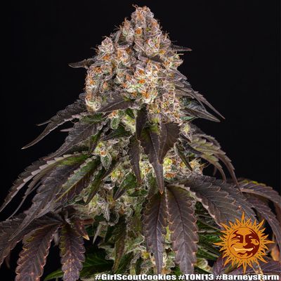Girl Scout cookies - Barney&#39;s Farm - 3 Seeds