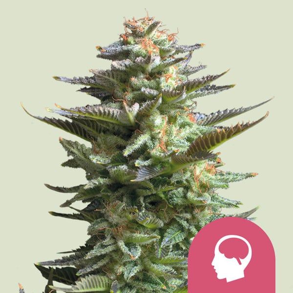 Amnesia Haze - Royal Queen Seeds - 3 Seeds
