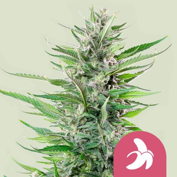 Fat Banana - Royal Queen Seeds - 1 Seed