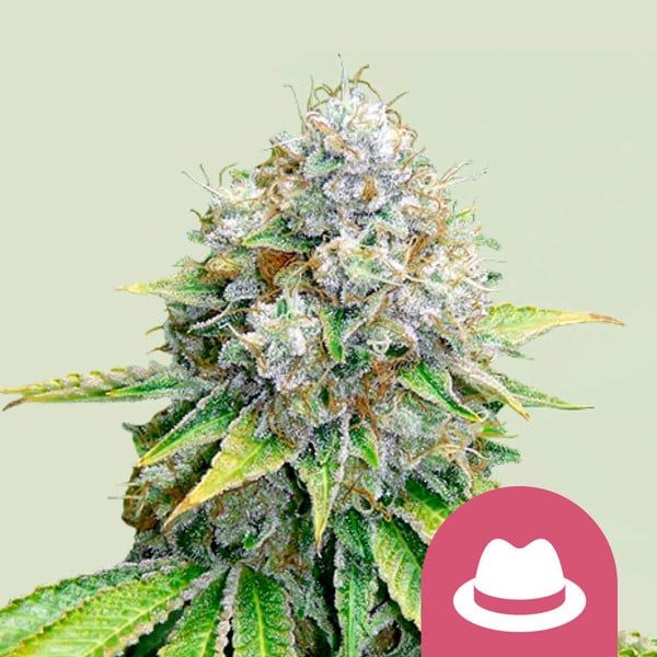 OG Kush - Royal Queen Seeds - 3 Seeds