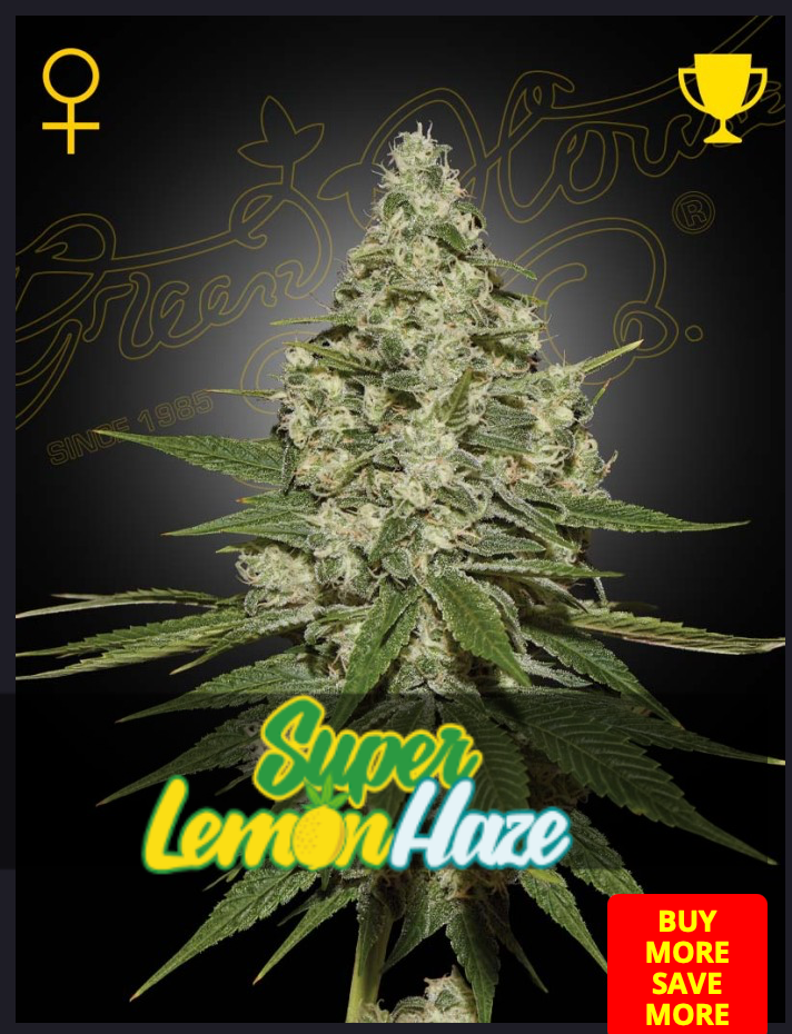 Super Lemon Haze - Green House Seed - 3 Seeds