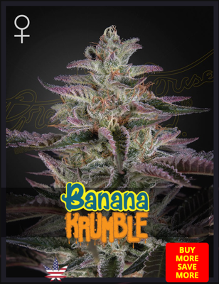 Banana Krumble - Green House Seed - 3 Seeds