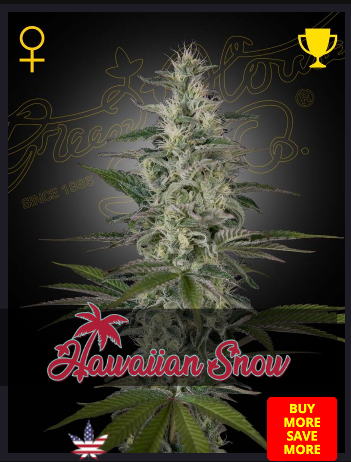 Hawaiian Snow - Green House Seed - 3 Seeds