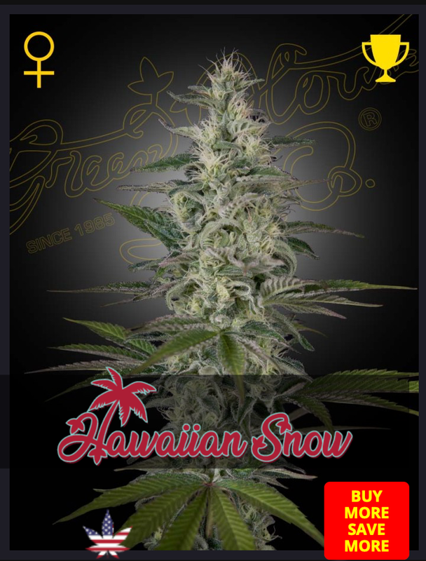 Hawaiian Snow - Green House Seed - 3 Seeds