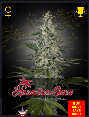 Hawaiian Snow - Green House Seed - 3 Seeds