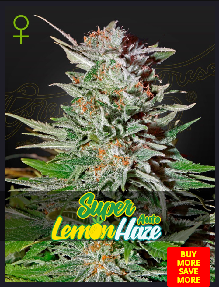 Super Lemon Haze Auto - Green House Seed - 3 Seeds