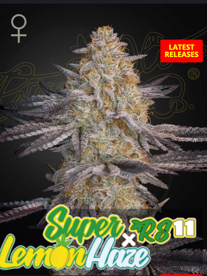 Super Lemon Haze x RS11