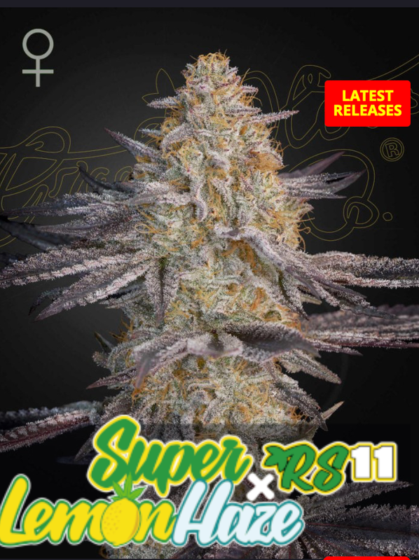 Super Lemon Haze x RS11