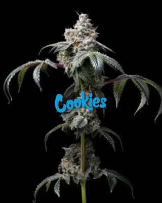 Dirty Diana - Cookies - 3 Seeds
