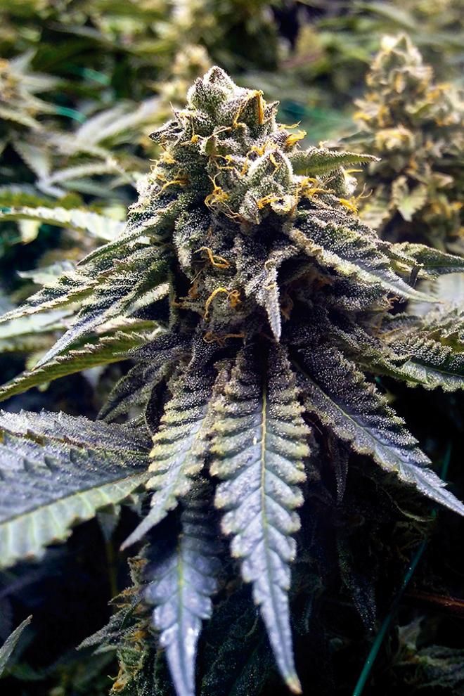 Chocolate Mint OG - Humboldt Seeds - 3 Seeds