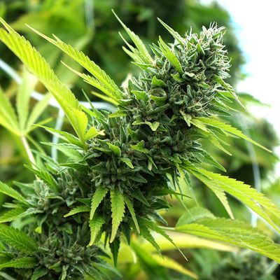 Banana Sapphire - Humboldt Seeds - 3 Seeds