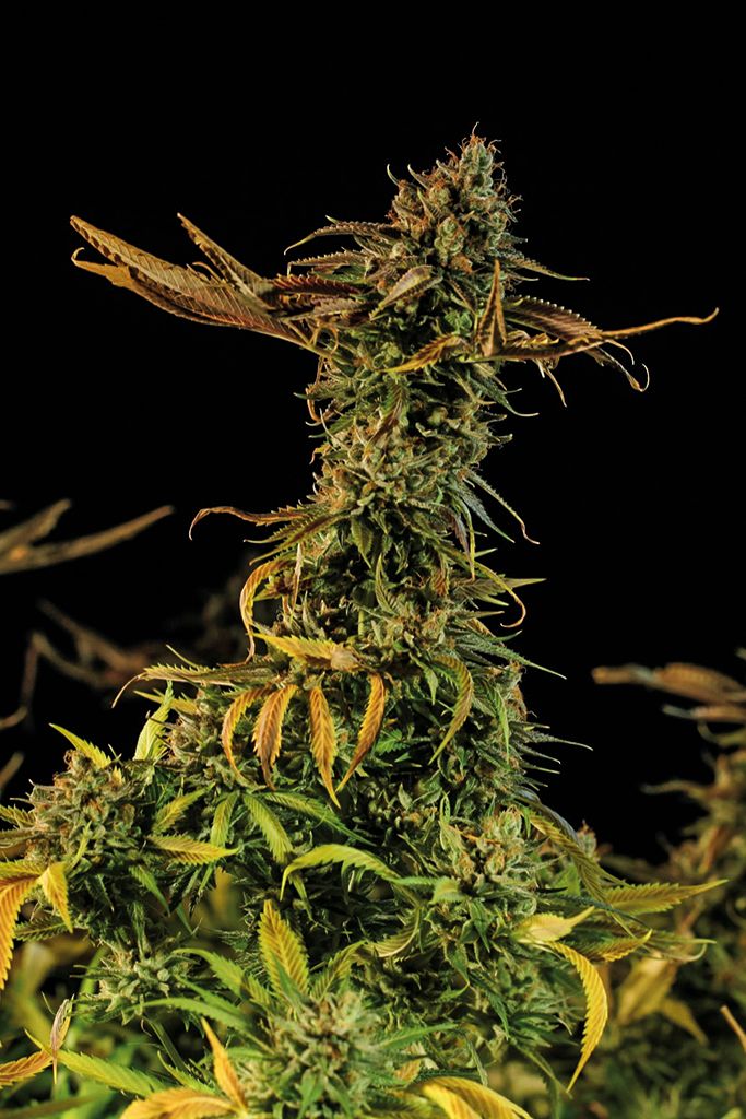 Blueberry Headband - Humboldt Seeds - 3 Seeds