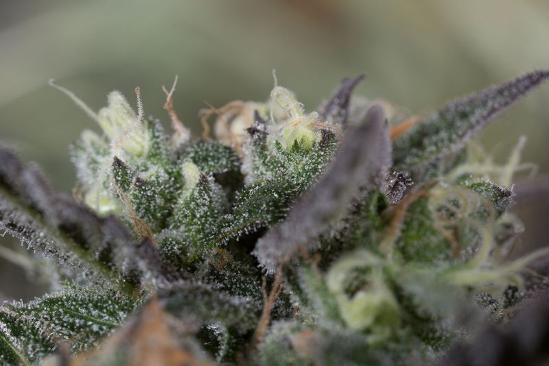Blueberry Headband - Humboldt Seeds - 3 Seeds