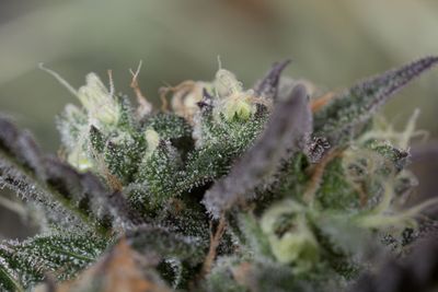 Blueberry Headband - Humboldt Seeds - 3 Seeds