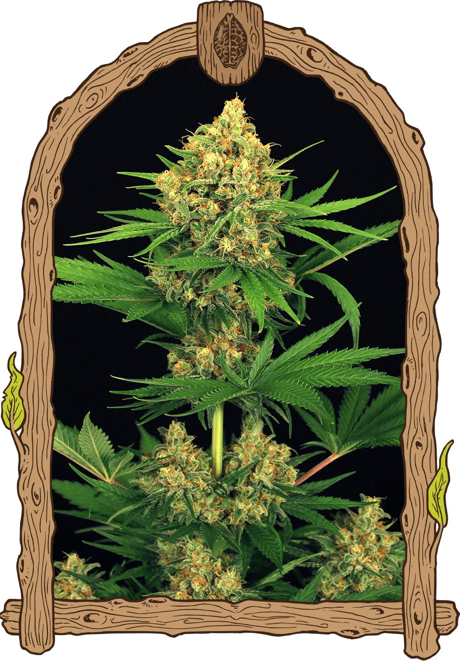 Tangerine Kush - Exotic Seeds - 1 Seed