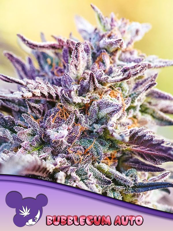 Anesia Bubblegum Auto Fem. 3St.