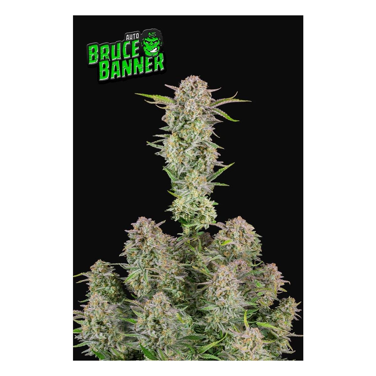 Fastbuds Bruce Banner Auto Fem. 3St.