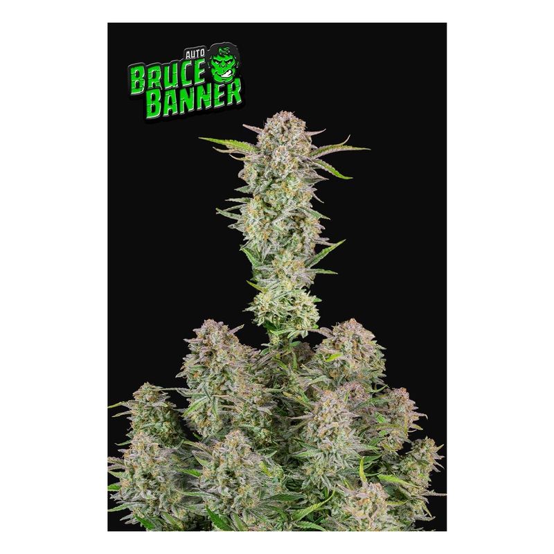 Fastbuds Bruce Banner Auto Fem. 3St.