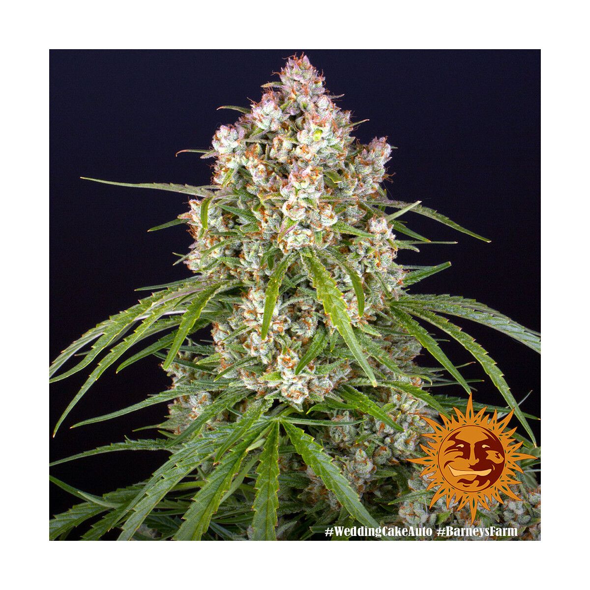 Barneys Farm Wedding Cake Auto Fem. 3St.
